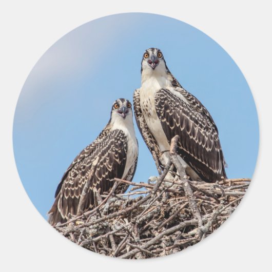 Juvenile Osprey in het nest Ronde Sticker (Voorkant)