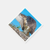 Juvenile Osprey in het nest Servetten (Hoek)