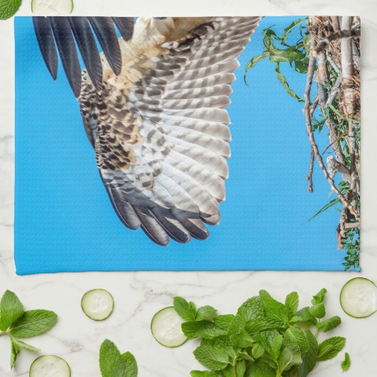 Juvenile Osprey in het nest Theedoek (Gevouwen)
