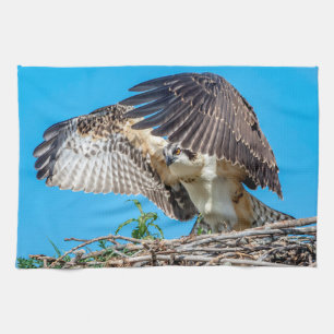 Juvenile Osprey in het nest Theedoek