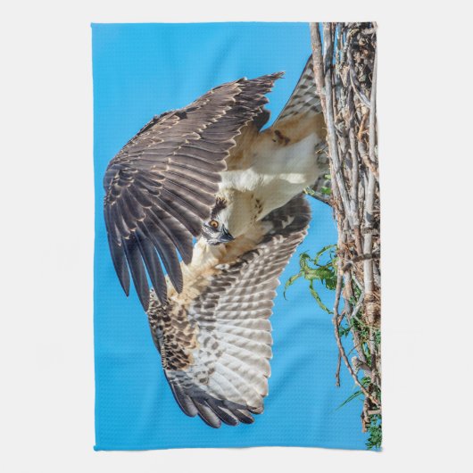 Juvenile Osprey in het nest Theedoek (Verticaal)