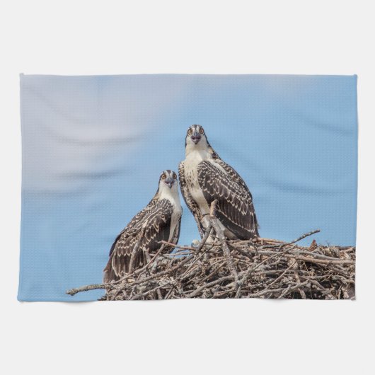 Juvenile Osprey in het nest Theedoek (Horizontaal)