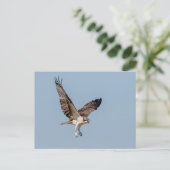 Juvenile Osprey tijdens de vlucht Briefkaart (Staand voorkant)