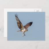 Juvenile Osprey tijdens de vlucht Briefkaart (Voorkant / Achterkant)