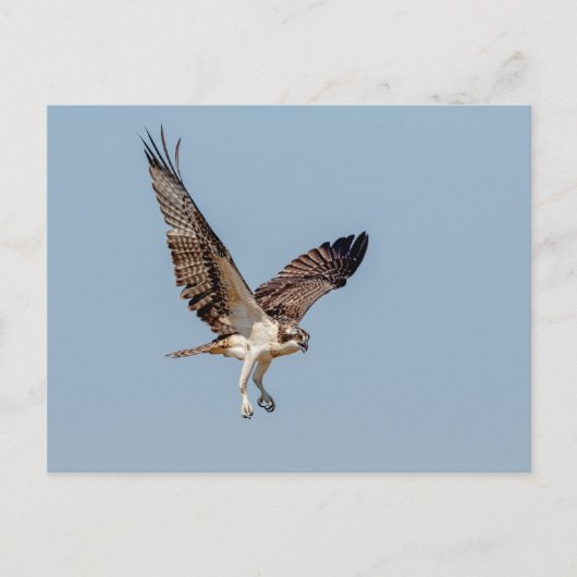 Juvenile Osprey tijdens de vlucht Briefkaart (Voorkant)
