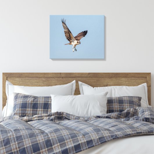 Juvenile Osprey tijdens de vlucht Canvas Afdruk (Insitu (Slaapkamer))