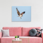 Juvenile Osprey tijdens de vlucht Canvas Afdruk (Insitu (Woonkamer))