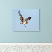 Juvenile Osprey tijdens de vlucht Canvas Afdruk (Insitu (Houten vloer))