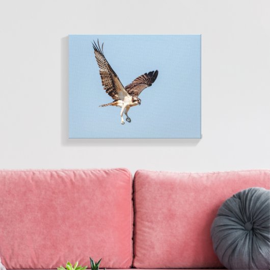 Juvenile Osprey tijdens de vlucht Canvas Afdruk (Insitu (Woonkamer))