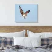 Juvenile Osprey tijdens de vlucht Canvas Afdruk (Insitu (Slaapkamer))