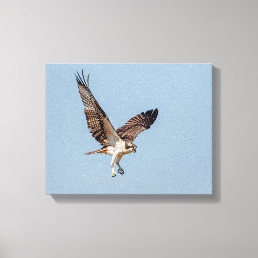 Juvenile Osprey tijdens de vlucht Canvas Afdruk (Voorkant)