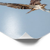 Juvenile Osprey tijdens de vlucht Foto Afdruk (Hoek)