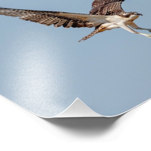 Juvenile Osprey tijdens de vlucht Foto Afdruk (Hoek)