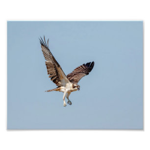 Juvenile Osprey tijdens de vlucht Foto Afdruk