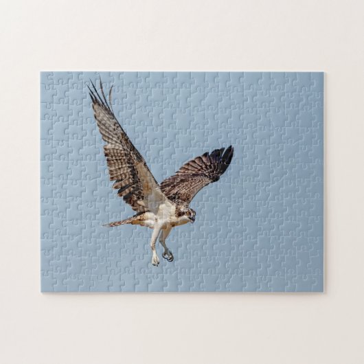 Juvenile Osprey tijdens de vlucht Legpuzzel (Horizontaal)