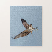 Juvenile Osprey tijdens de vlucht Legpuzzel (Verticaal)