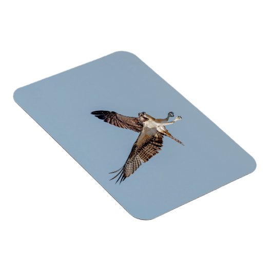 Juvenile Osprey tijdens de vlucht Magneet (Rechterzijde)