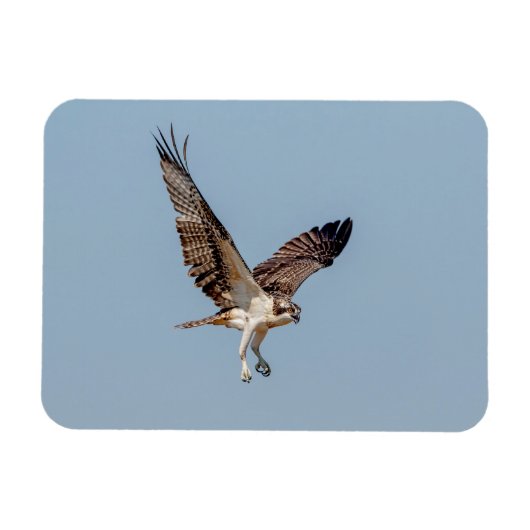 Juvenile Osprey tijdens de vlucht Magneet (Horizontaal)
