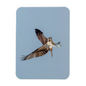 Juvenile Osprey tijdens de vlucht Magneet (Verticaal)