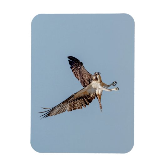 Juvenile Osprey tijdens de vlucht Magneet (Verticaal)
