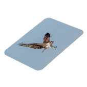 Juvenile Osprey tijdens de vlucht Magneet (Linkerzijde)