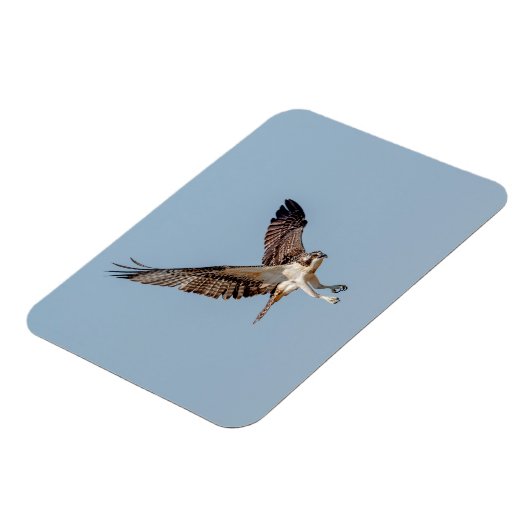 Juvenile Osprey tijdens de vlucht Magneet (Linkerzijde)