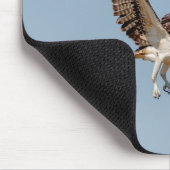 Juvenile Osprey tijdens de vlucht Muismat (Hoek)