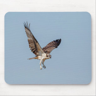 Juvenile Osprey tijdens de vlucht Muismat