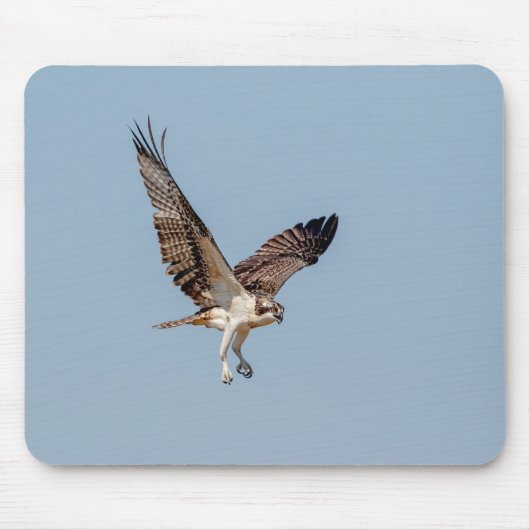 Juvenile Osprey tijdens de vlucht Muismat (Voorkant)