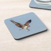 Juvenile Osprey tijdens de vlucht Onderzetter (Linkerzijde)