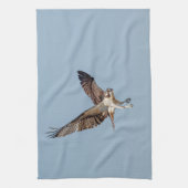 Juvenile Osprey tijdens de vlucht Theedoek (Verticaal)