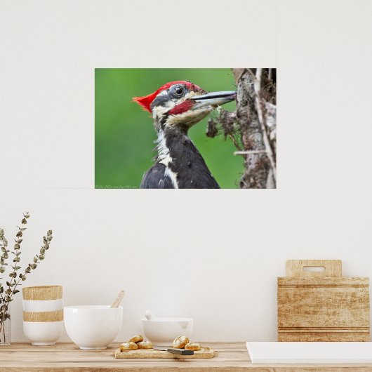 Juvenile pileated Woodpecker Feeding Poster (Keuken)