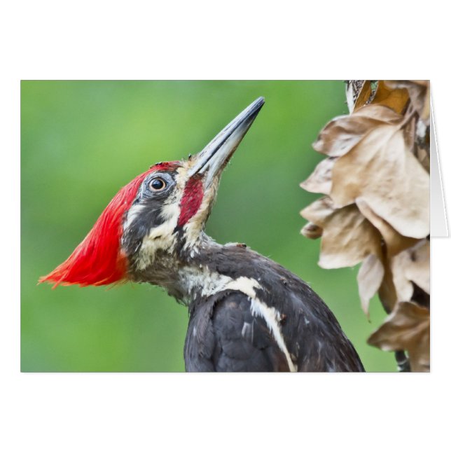 Juvenile pileated Woodpecker Profile Gifts Apparel (Voorkant Horizontaal)