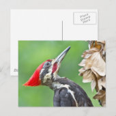 Juvenile pileated Woodpecker Profile Gifts Apparel Briefkaart (Voorkant / Achterkant)