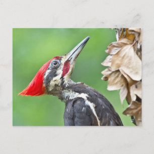 Juvenile pileated Woodpecker Profile Gifts Apparel Briefkaart