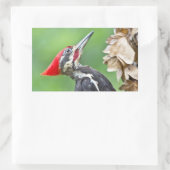 Juvenile pileated Woodpecker Profile Gifts Apparel Rechthoekige Sticker (Tas)