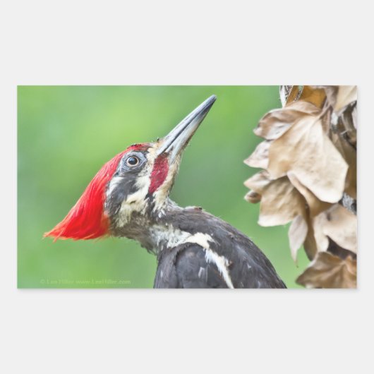 Juvenile pileated Woodpecker Profile Gifts Apparel Rechthoekige Sticker (Voorkant)