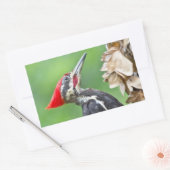 Juvenile pileated Woodpecker Profile Gifts Apparel Rechthoekige Sticker (Envelop)
