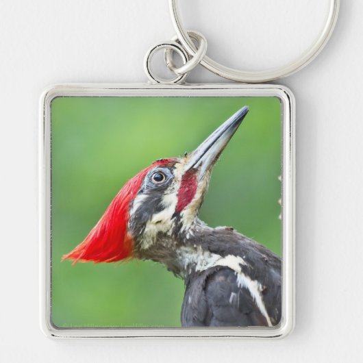 Juvenile pileated Woodpecker Profile Gifts Apparel Sleutelhanger (Voorkant)