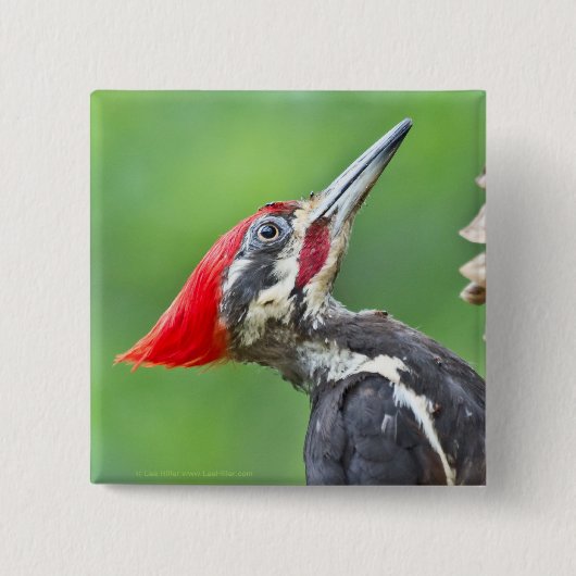 Juvenile pileated Woodpecker Profile Gifts Apparel Vierkante Button 5,1 Cm (Voorkant)
