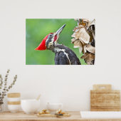 Juvenile pileated Woodpecker Profile Poster (Keuken)