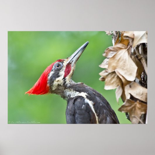 Juvenile pileated Woodpecker Profile Poster (Voorkant)