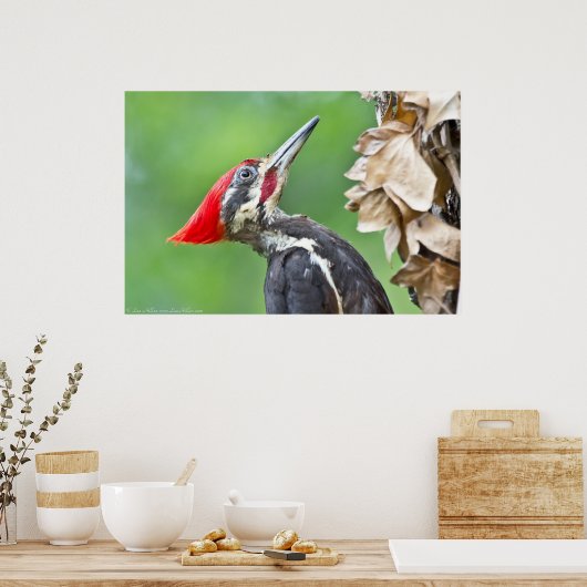 Juvenile pileated Woodpecker Profile Poster (Keuken)