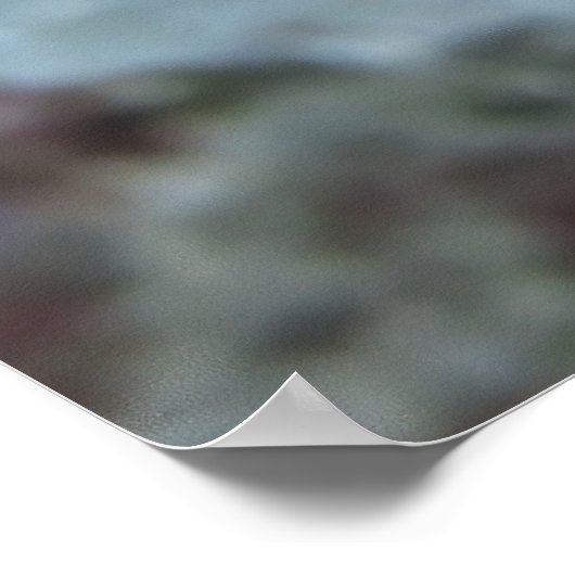 Juvenile Red Coris Poster (Hoek)