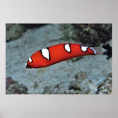 Juvenile Red Coris Poster (Voorkant)