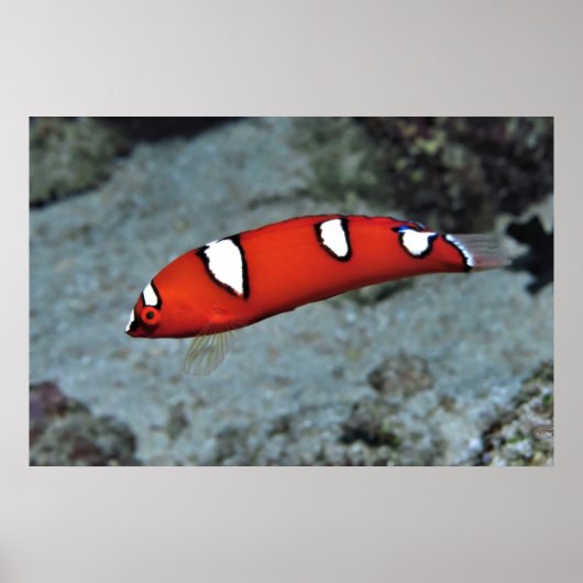 Juvenile Red Coris Poster (Voorkant)