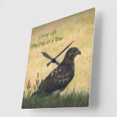 Juvenile Red Tail Hawk, die jaagt in gras Vierkante Klok (Hoek)