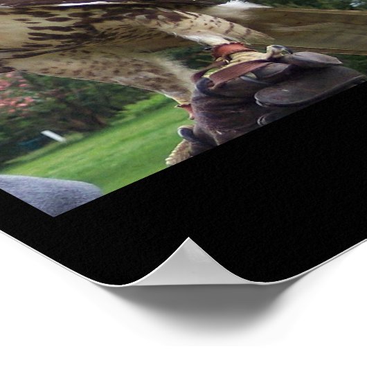 Juvenile Red Tail Hawk Poster (Hoek)