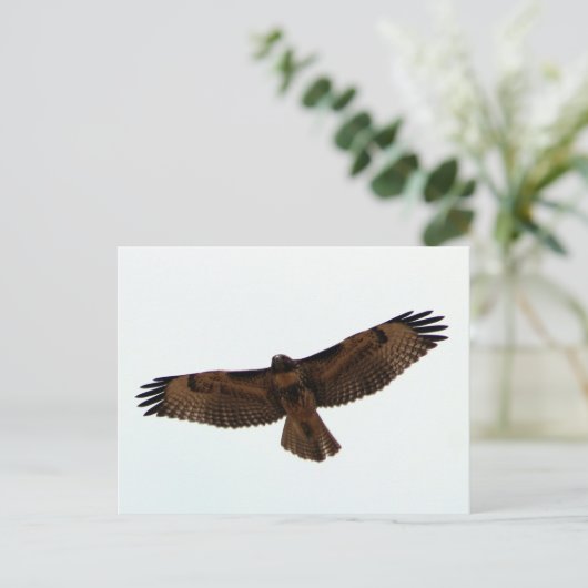 Juvenile Red-Tailed Hawk Briefkaart (Staand voorkant)