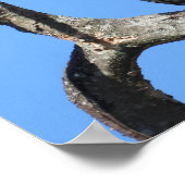 Juvenile Red Tailed Hawk composiet Poster (Hoek)